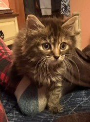 KITTEN SWEET SOPHIE, Baby Domestic Long Hair (long coat), cat for adoption in New Rochelle, New York