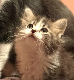 KITTEN TINY TINA, Baby Domestic Long Hair (long coat), cat for adoption in New Rochelle, New York