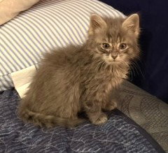 KITTEN OMAZING OSCAR, Baby Domestic Long Hair (long coat), cat for adoption in New Rochelle, New York