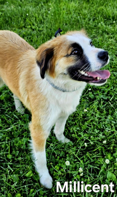 MAGNIFICENT MILLICENT, an adoptable Australian Shepherd in Sussex, NJ