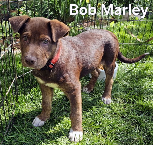 PUPPY BOB MARLEY, an adoptable Chocolate Labrador Retriever in Sussex, NJ