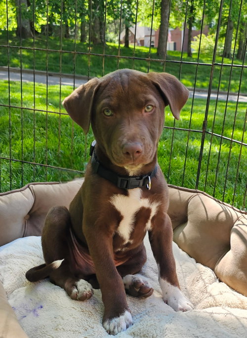 PUPPY ROCKY BALBOA, an adoptable Labrador Retriever in Sussex, NJ