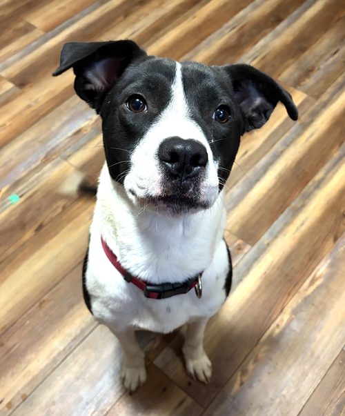 LOVELY LOLA, an adoptable Labrador Retriever in Sussex, NJ