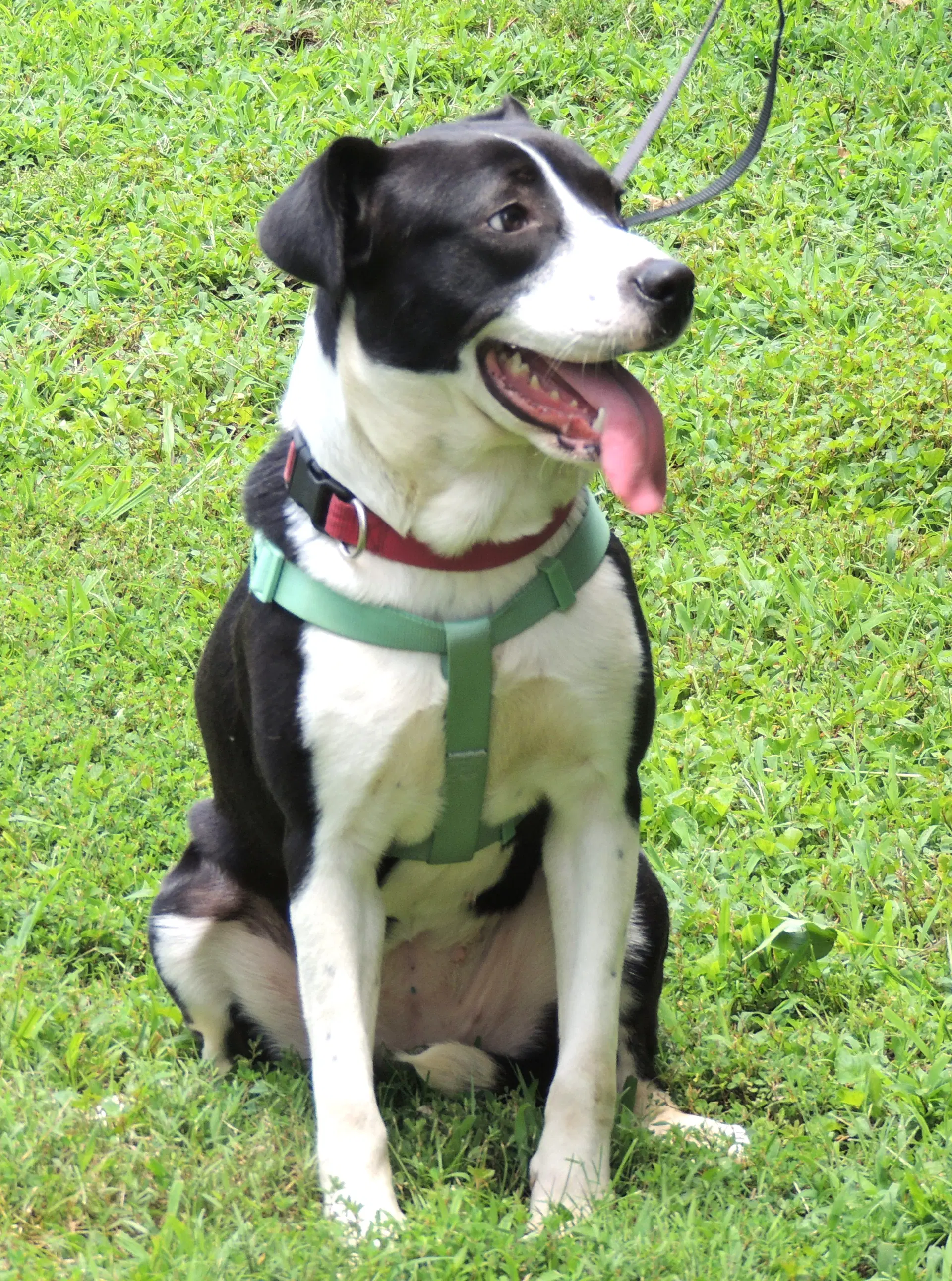 Lovely Lola - Labrador Retriever