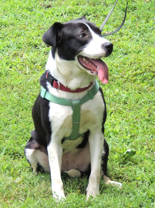 picture of the dog needing adoption