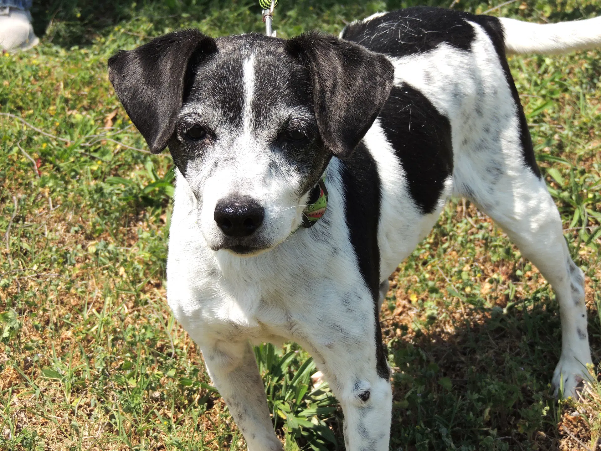 Best Friend Buddy - Rat Terrier