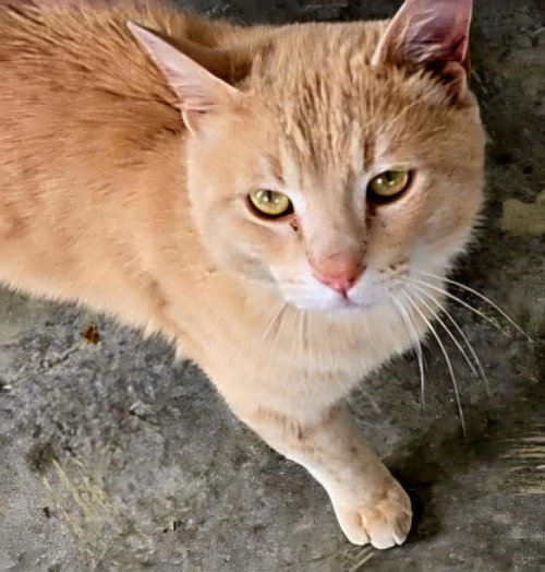 MARMALADE, an adoptable Tabby in Sussex, NJ