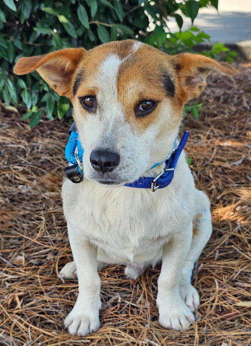 EDDIE, an adoptable Corgi in Sussex, NJ