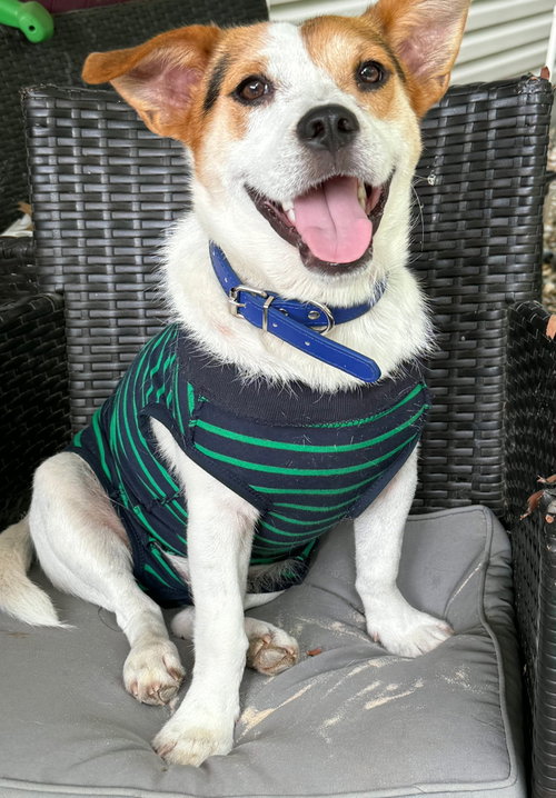 EDDIE, an adoptable Corgi in Sussex, NJ