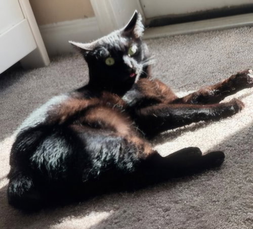 PANTHER, Adult Bobtail, cat for adoption in New Rochelle, New York