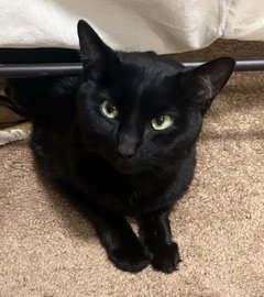 PANTHER