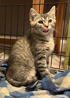 KITTEN STEVE