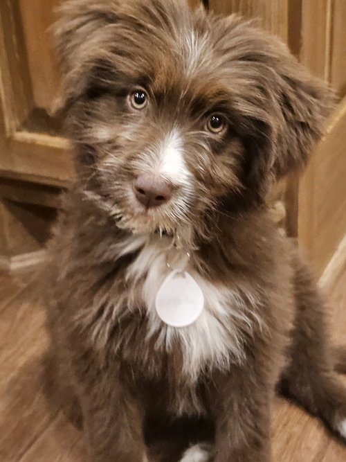 PUPPY RHONDA