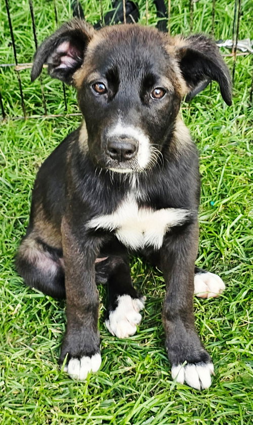 PUPPY JOY GIRL