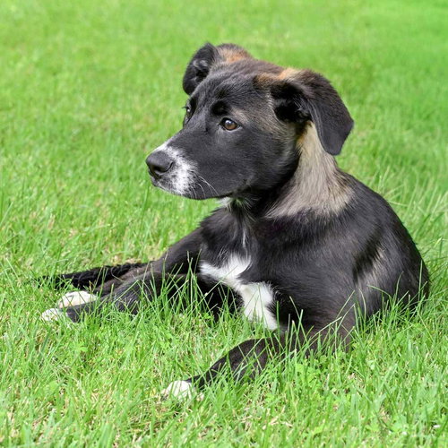 PUPPY JOY GIRL photo 2