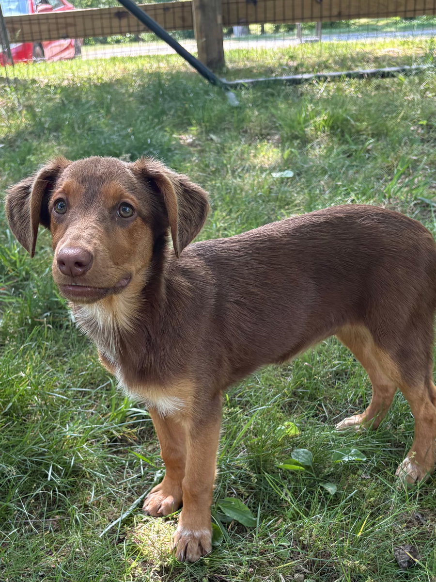 PUPPY MILLIE VANILLIE