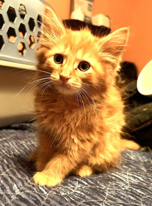 KITTEN SWEET SAM