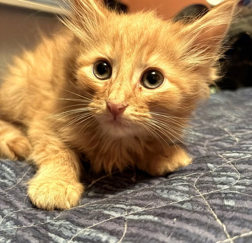 KITTEN SWEET SIMON