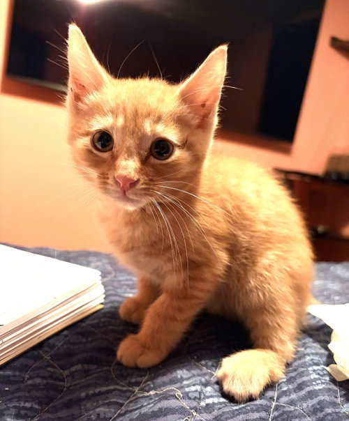 KITTEN SWEET SOL