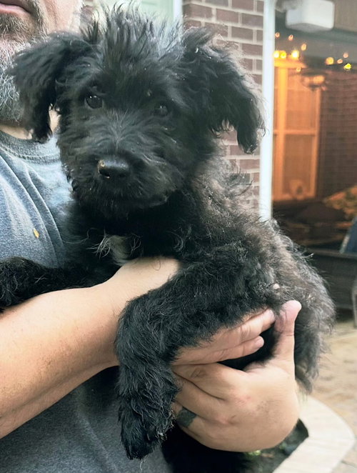 PUPPY ROXIE