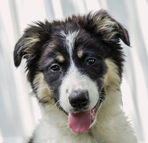 PUPPY GRACE UNDER FIRE, an adoptable Great Pyrenees in Sussex, NJ