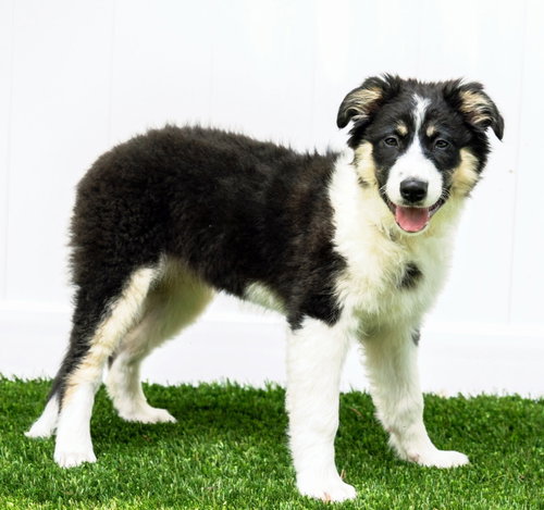 PUPPY GRACE UNDER FIRE