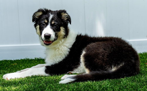 PUPPY GRACE UNDER FIRE photo 3