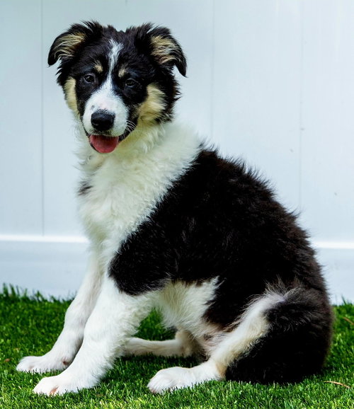 PUPPY GRACE UNDER FIRE photo 4