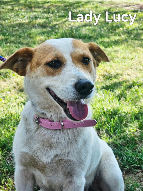 LADY LUCY