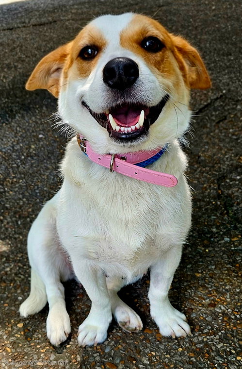 LADY LUCY