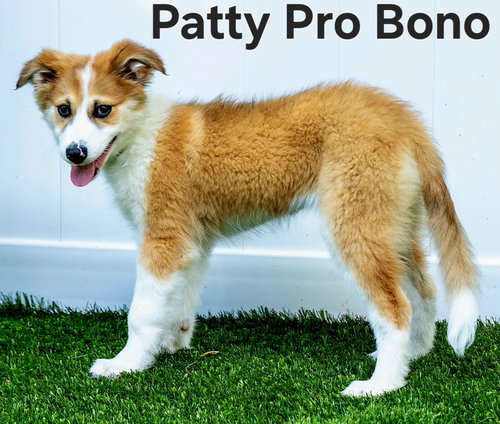 PUPPY PATTY PRO BONO