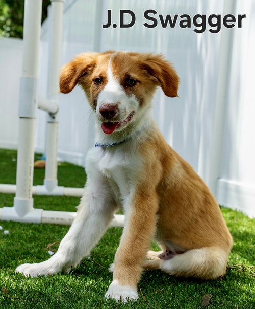 PUPPY JD SWAGGER
