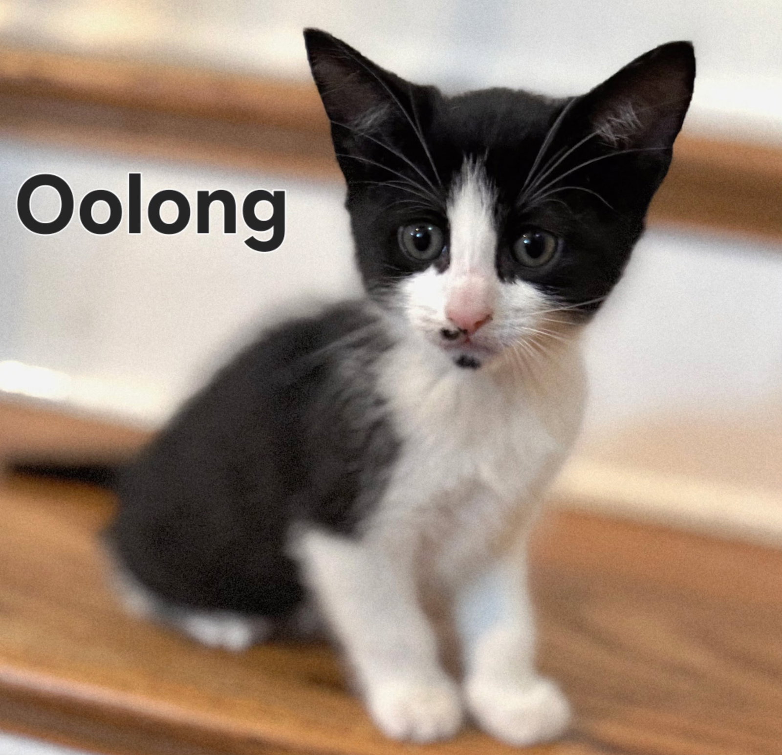 KITTEN OOLONG, cat