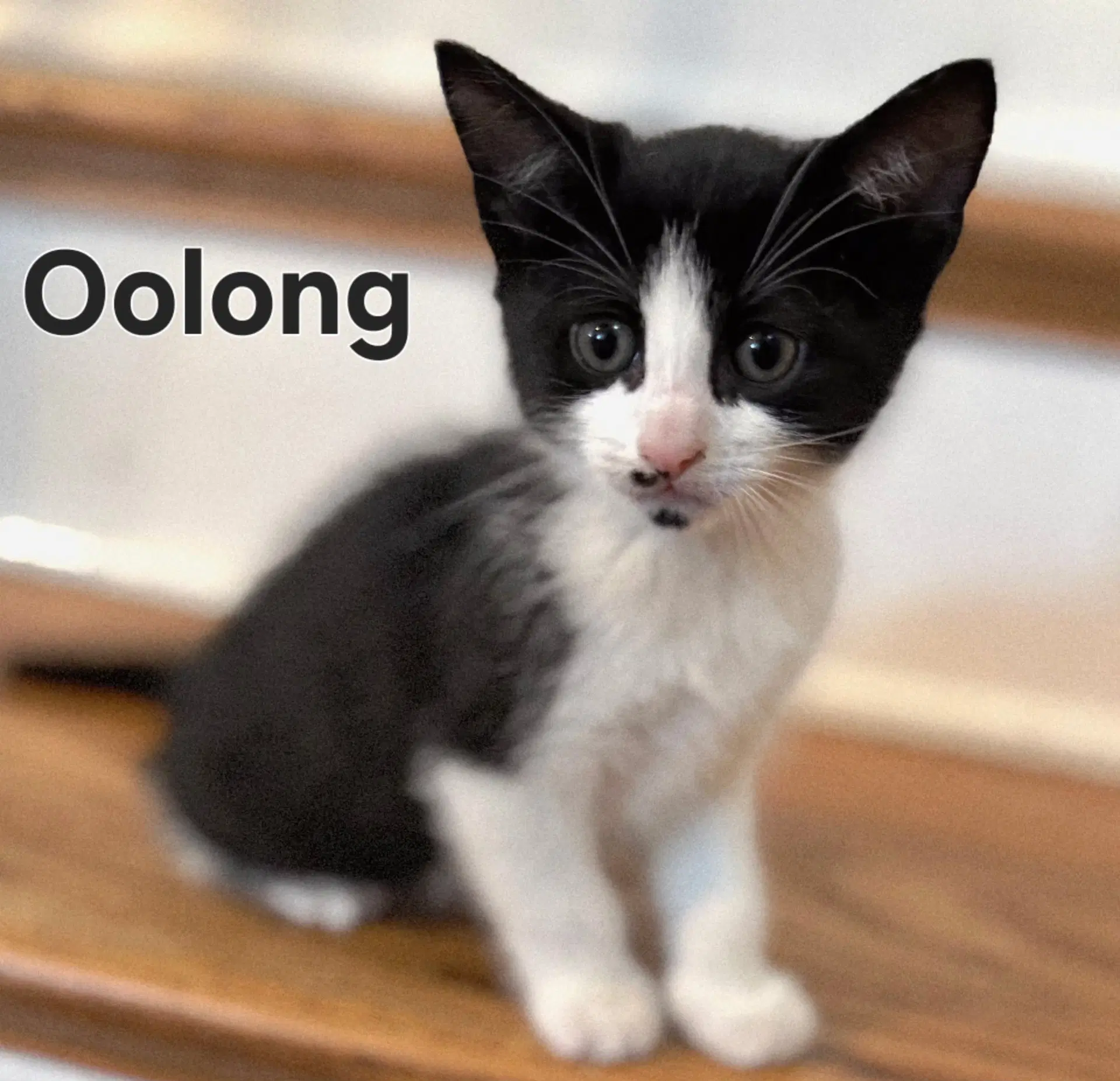 Kitten Oolong - Tuxedo
