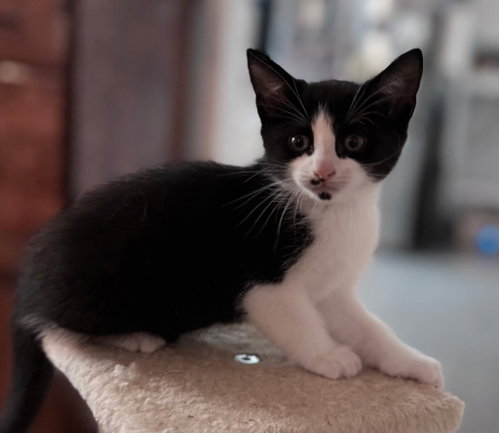 Photo 2 of KITTEN OOLONG