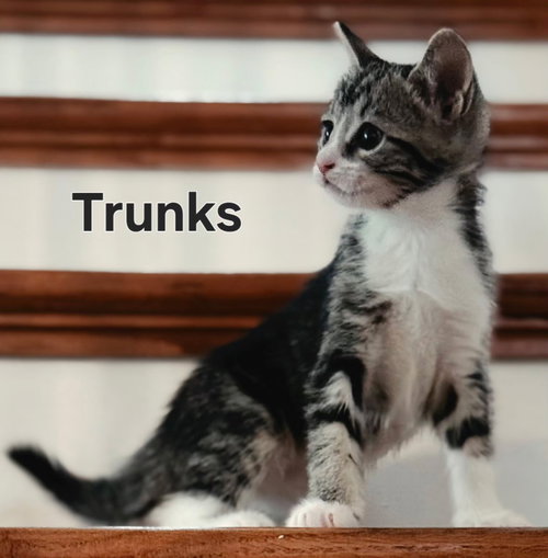 KITTEN TRUNKS