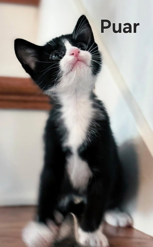 Photo 3 of KITTEN PUAR