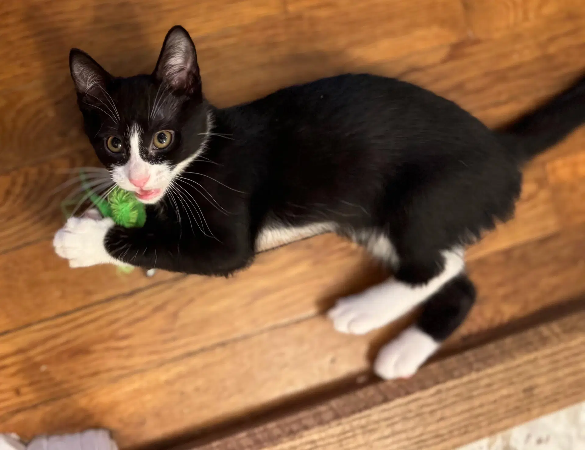 Kitten Puar image 4