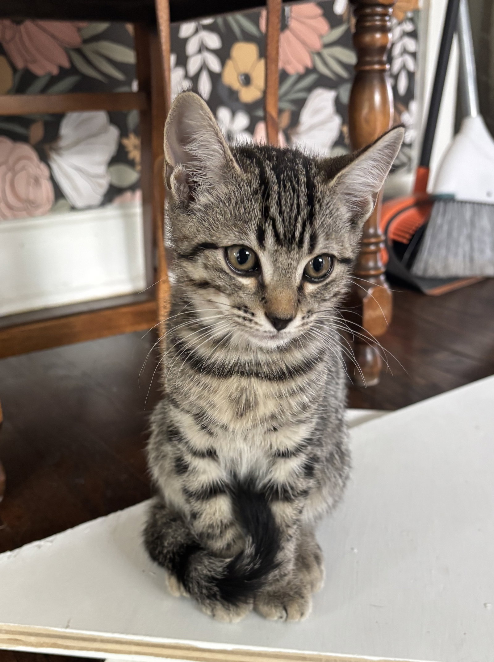 KITTEN SWEET SYD, cat