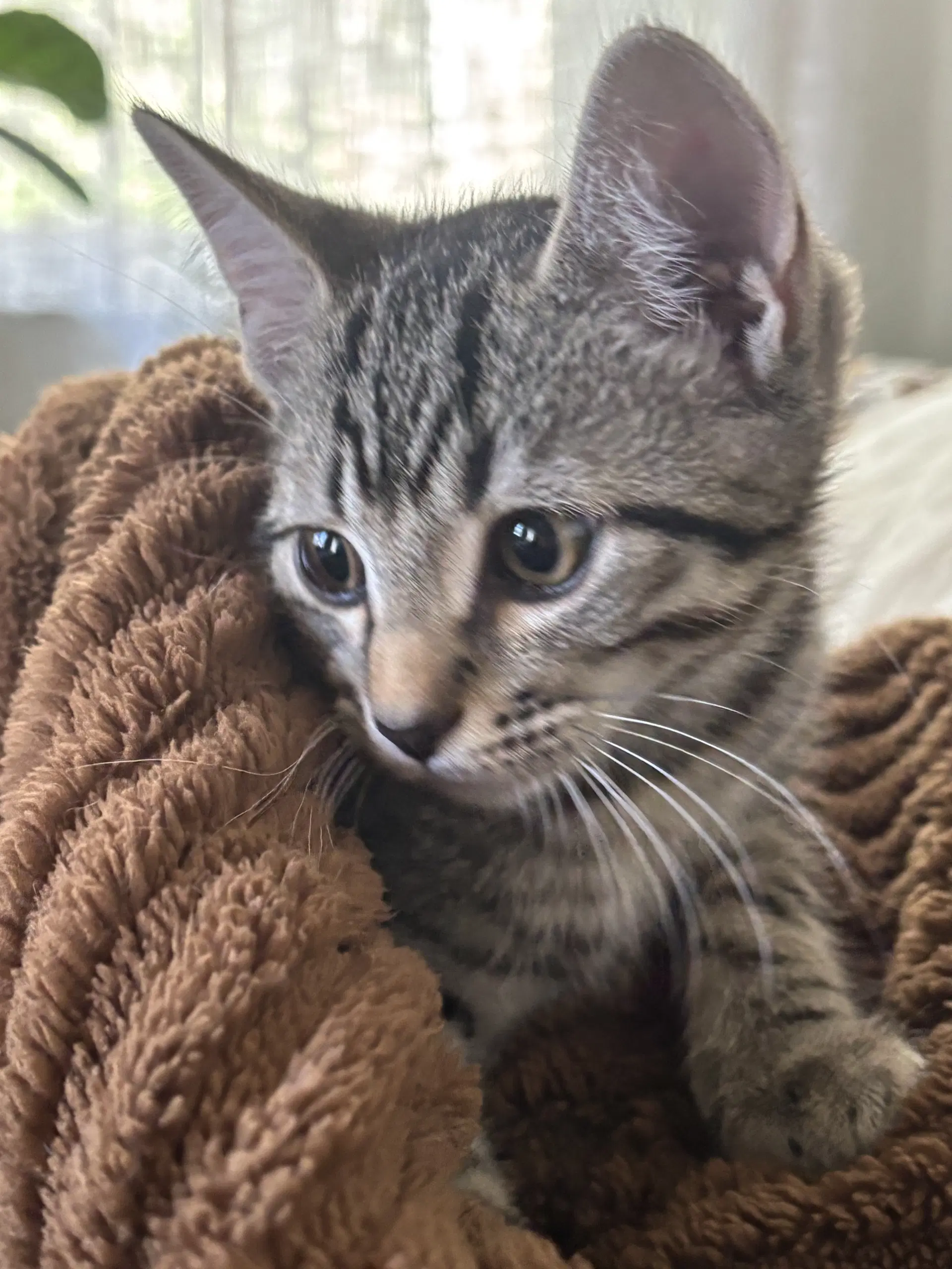 Kitten Sweet Syd image 2