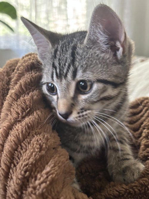 Photo 2 of KITTEN SWEET SYD