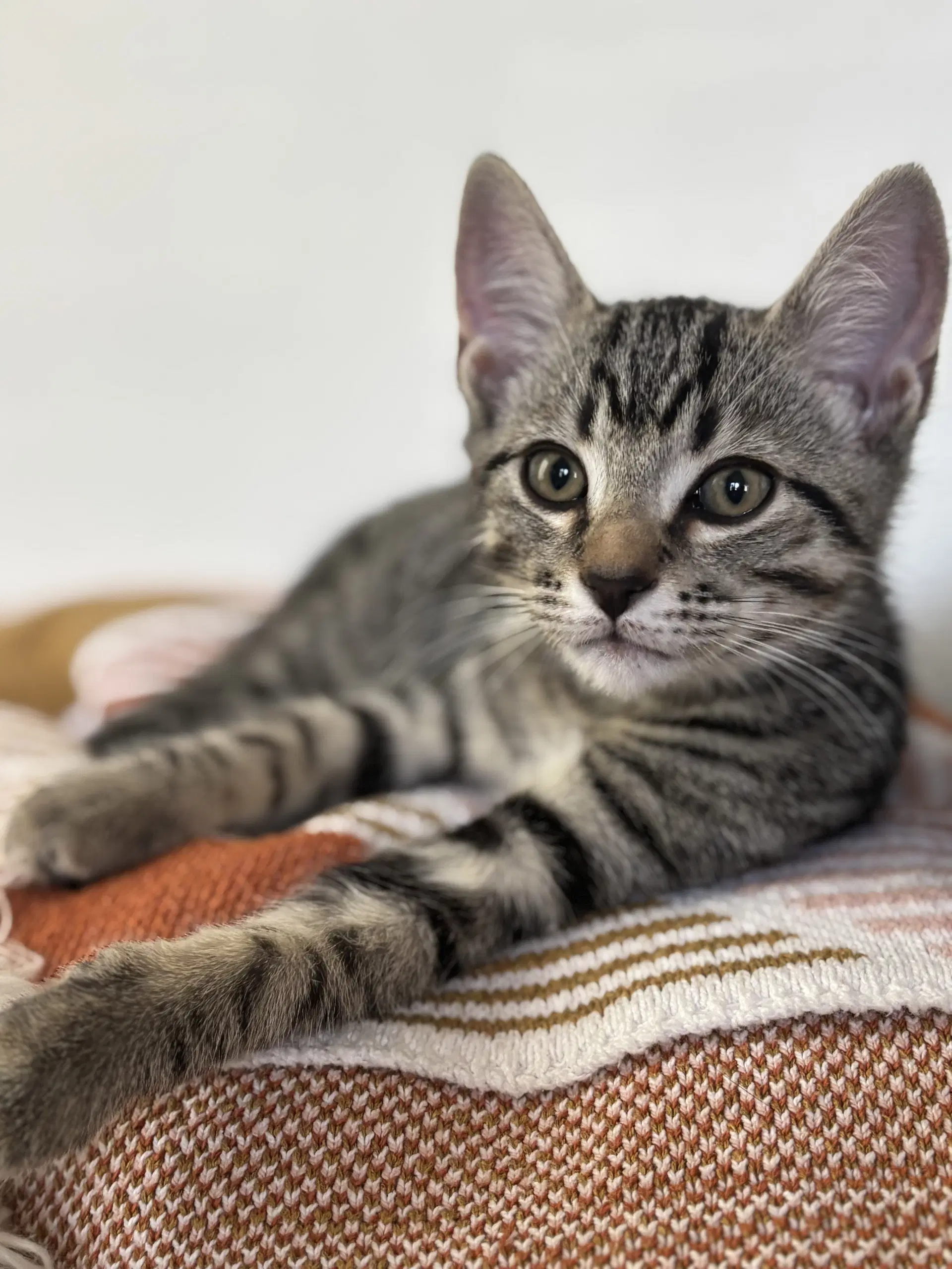 Kitten Sweet Syd image 3
