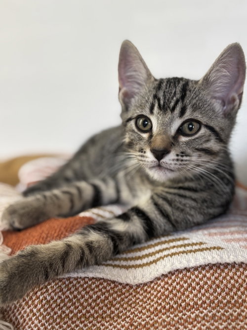 Photo 3 of KITTEN SWEET SYD
