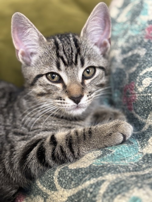 Photo 4 of KITTEN SWEET SYD