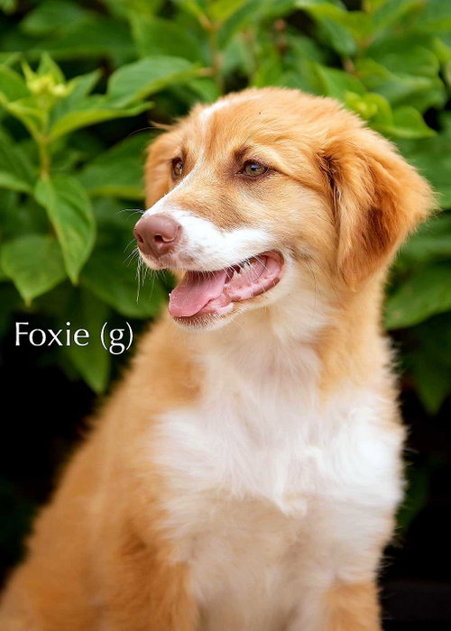 PUPPY FOXIE