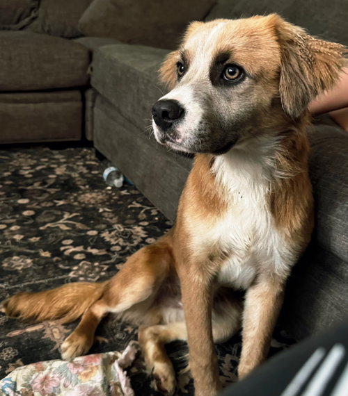PUPPY MILO
