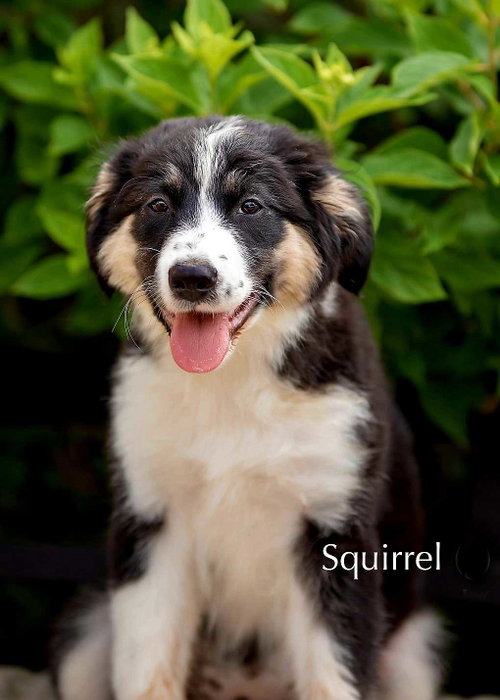 PUPPY SQUIRREL