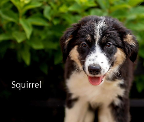 PUPPY SQUIRREL photo 2