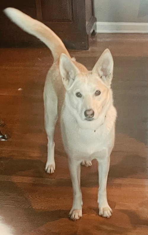 LiL BIT-URGENT FOSTER NEEDED!