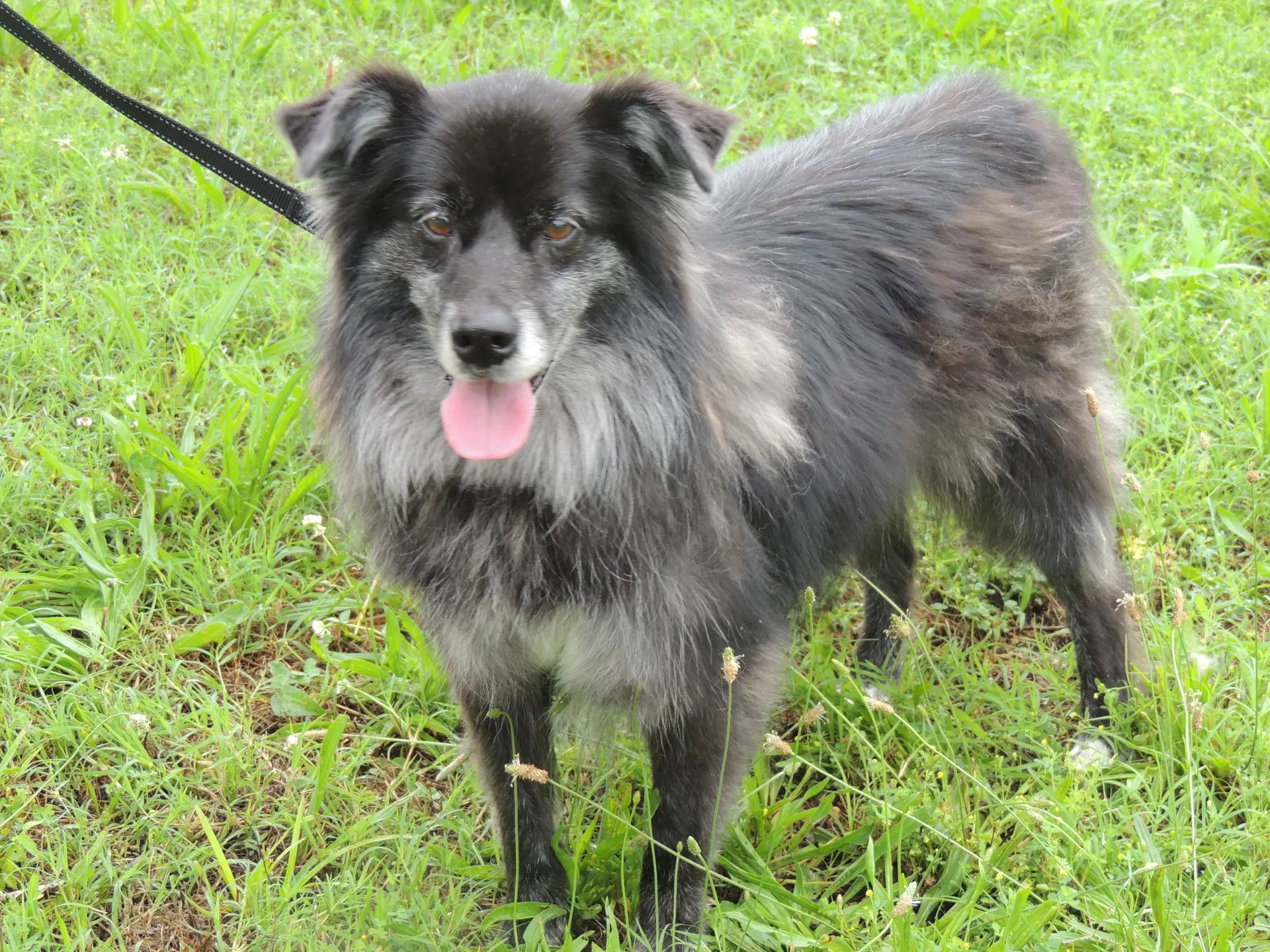 Beautiful Beckett - Australian Shepherd